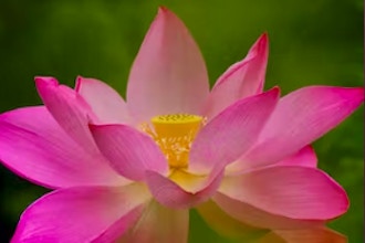 Photographing Lotus and Water Lilies at Kenilworth Aquatic Park